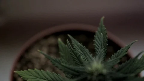 Top view of a small hemp plant growing in a flower pot Stock Footage 102673333