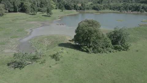 Top view of small lake and green fields and cows Stock Footage 213931435