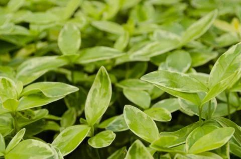 Top view of Small leaf spiderwort Tradescantia fluminensis grass texture back Stock Photos