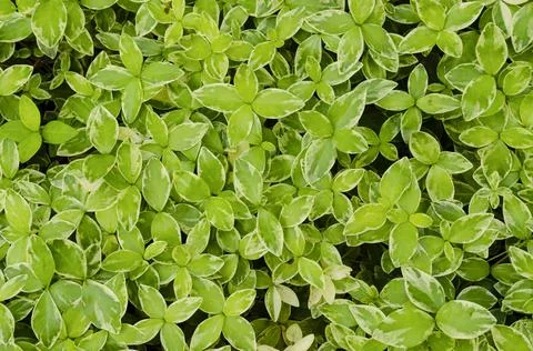 Top view of Small leaf spiderwort Tradescantia fluminensis grass texture back Foto stock