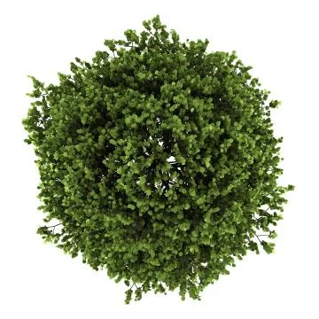 Top view of small-leaved lime tree isolated on white background Stock Illustration