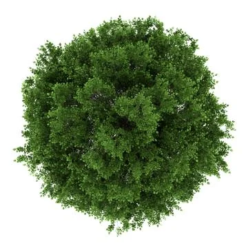 Top view of small-leaved lime tree isolated on white background Stock Illustration