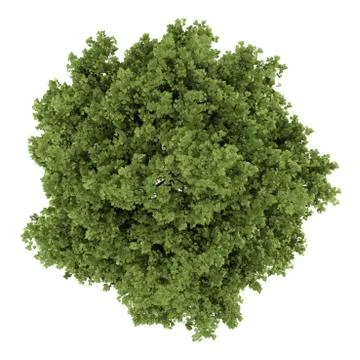 Top view of small-leaved lime tree isolated on white background Illustrazione stock