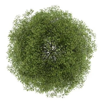 Top view of small-leaved lime tree isolated on white background Stock Illustration