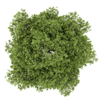 Top view of small-leaved lime tree isolated on white background Stock Illustration