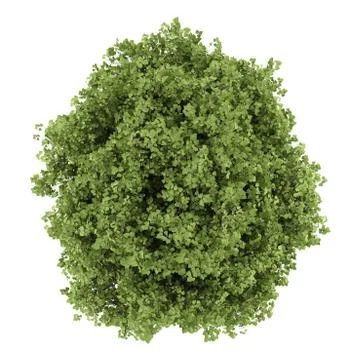 Top view of small-leaved lime tree isolated on white background Illustrazione stock