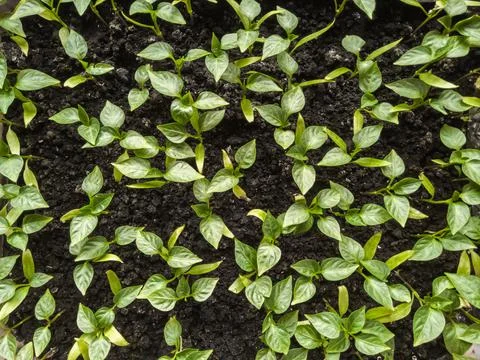 Top view of small pepper sprouts. Stock Photos