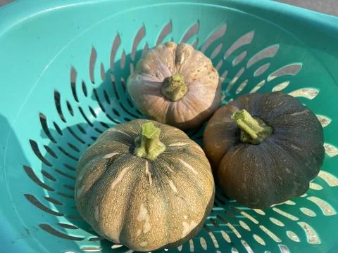 Top View Of Small Pumpkins In Turquoise Basket Stock Photos