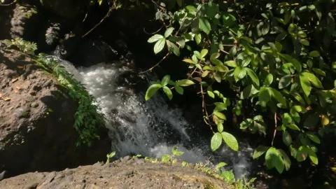 Top view of a small river flowing in a tropical rainforest Stock Footage 319877298