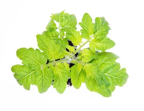 Top view of small seedling of cherry tomato with a root cover and soil. Isolated Stock Photos