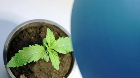 Top view of a small sprout standing under a lamp Stock Photos
