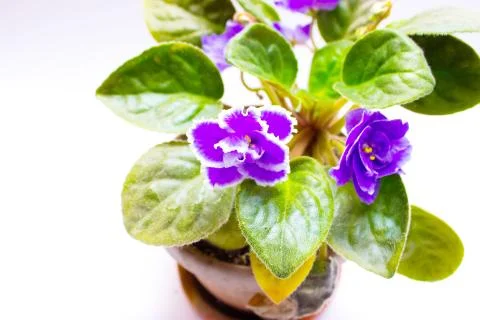 Top view of small three pot isolated Foto stock
