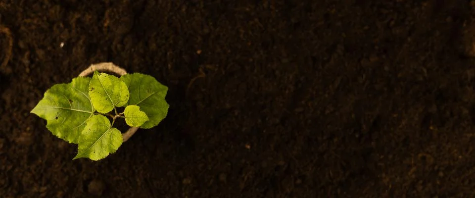Top view of a small tree in a biodegradable pot standing on the ground at the Stock Photos