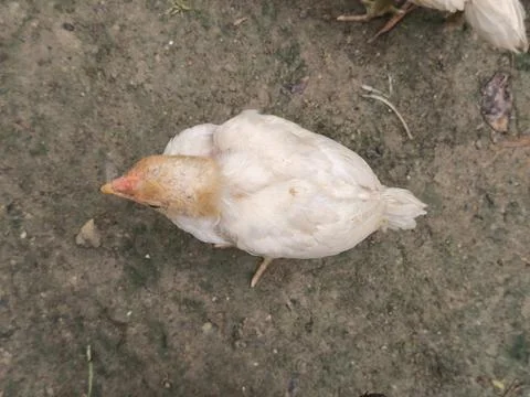 Top View of a Small White and Brown Chicken Resting on Muddy Ground Foto stock