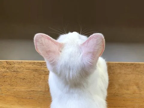 Top view of a small white cat sitting on the wooden table Stock Photos