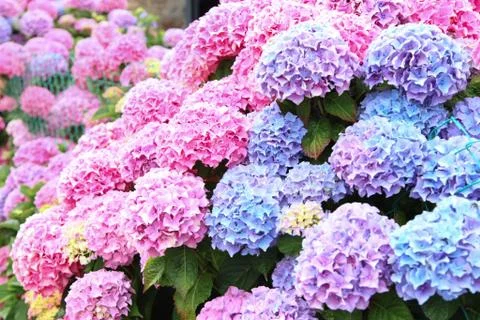 A top view of a smooth hydrangea or wild hortensia blue and violet flowers. Stock Photos