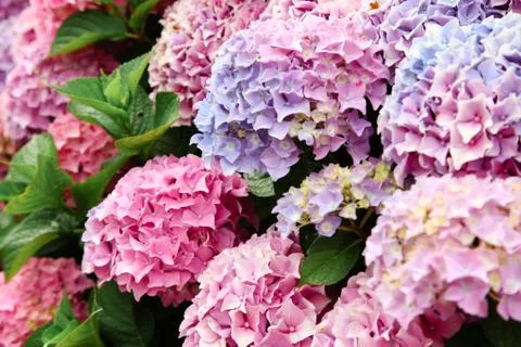 A top view of a smooth hydrangea or wild hortensia blue and violet flowers. Stock Photos