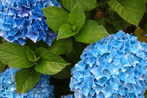 A top view of a smooth hydrangea or wild hortensia blue flowers. Stock Photos