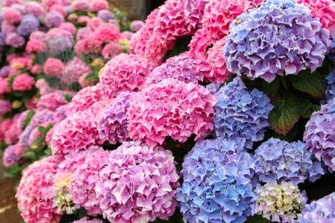 A top view of a smooth hydrangea or wild hortensia blue and violet flowers. Stock Photos