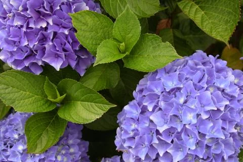 A top view of a smooth hydrangea or wild hortensia violet flowers. Stock Photos