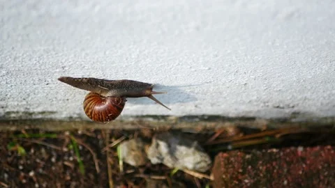 Top view of a snail climbing on the wall. 動画素材 154897823
