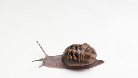 Top view of the Snail with shell sinks on white background macro video shot Stock-Footage 95562427