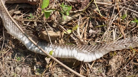 Top view of snake shedding, Snake shedding skin Video stock 291510159