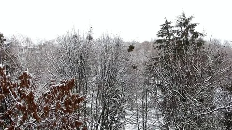 Top view of a snow-covered deciduous tree that swings heavily from the wind Video stock 102228141