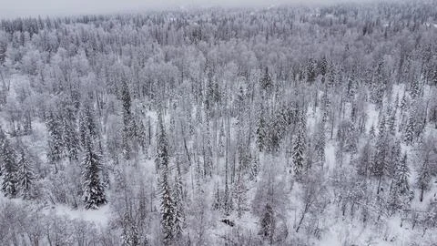 Top view of the snow-covered forest in the mountains Stock Photos