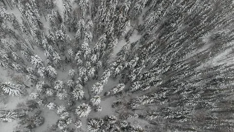 Top view of the snow-covered forest in the mountains Stock Photos