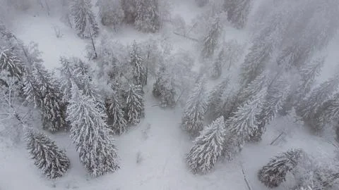 Top view of the snow-covered forest in the mountains Stock Photos