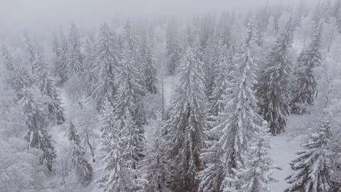 Top view of the snow-covered forest in the mountains Stock Photos