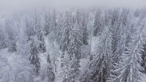 Top view of the snow-covered forest in the mountains Stock Photos