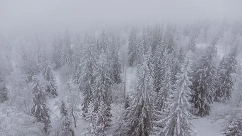 Top view of the snow-covered forest in the mountains Stock Photos