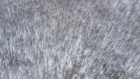 Top view of the snow-covered forest in the mountains Stock Photos