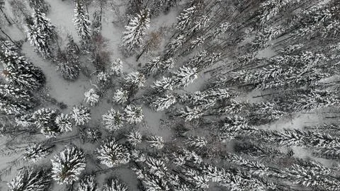 Top view of the snow-covered forest in the mountains Stock Photos