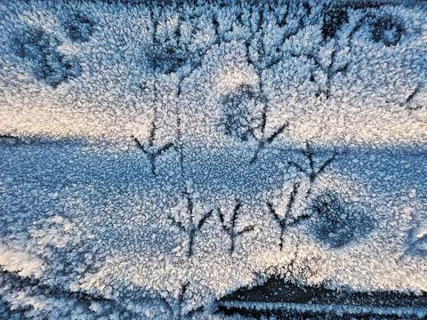 Top view of a snow-covered surface with an abstract pattern and animal footpr Stock Photos