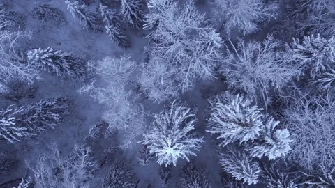 Top view of the snow-covered trees in the forest Stock Footage 72233893