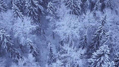 Top view of the snow-covered trees in the forest 動画素材 72233933