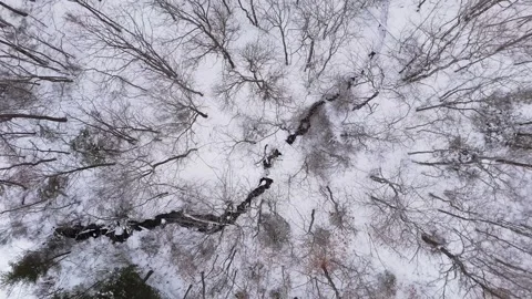 Top View Of Snow-Dusted Bare Trees In Winter Forest - Halifax, Canada Stock Footage 308814516