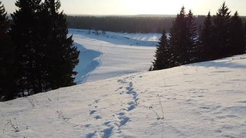 Top view of the snowy fields and forest. Quadrocopter shooting at sunset Stock-Footage 125317101