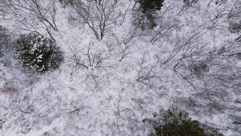 Top View Snowy Forest With Bare Trees In Winter - Aerial Perspective From Above Stock Footage 308814839