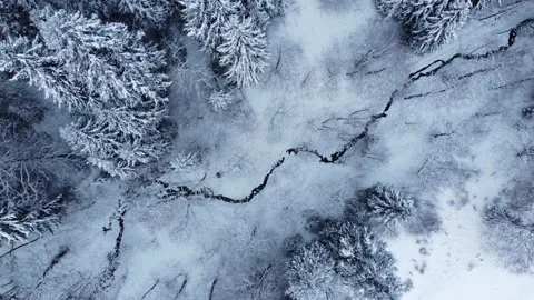 Top view of the snowy forest Stock Footage 226206997