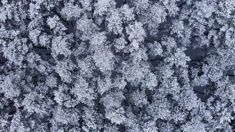 Top view of the snowy forest Stock Footage 231034777