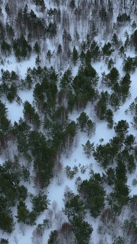 Top view of snowy pine and birch taiga forest in the Ural Mountains Russia Stock Footage 346559282