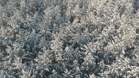 Top view of a snowy pine or spruce forest. Trees sway in the wind. The concept Video stock 122361767