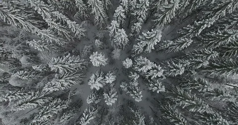 Top view at the snowy pine tops in evergreen forest, drone flying above Stock Footage 98215046