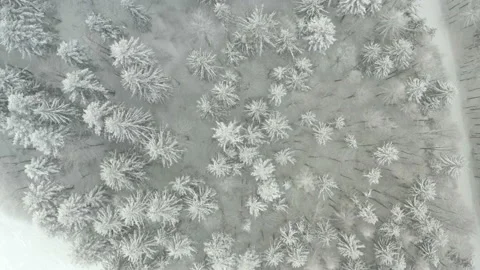 Top view of snowy pine trees, beautiful pattern of nature, Czech winter Stock Footage 152669080