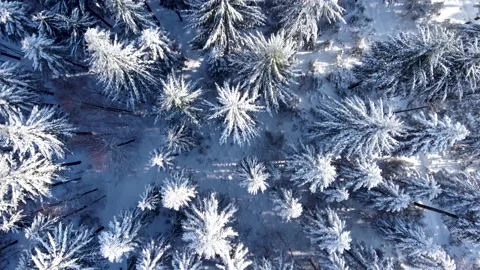 Top view snowy pine trees and road L131 in Sirnitz on Black forest mountains 4K Stock Footage 153235502