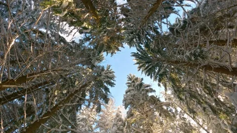 Top view of snowy trees in winter forest nature outdoor background Stock Footage 259316713